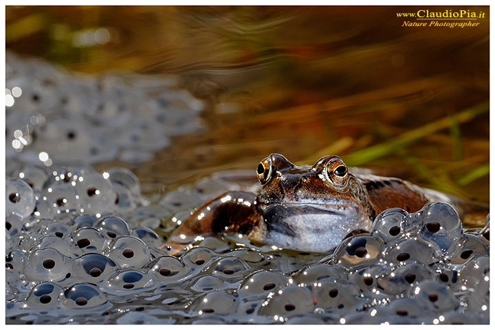 rana temporaria, rana alpina, common frog, rana_bermeja, val d Aveto, mating, deposizione uova, ovature